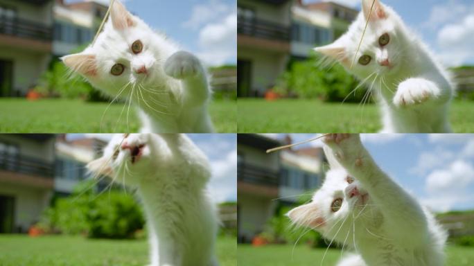 可爱的白猫小白猫宠物猫猫咪玩耍