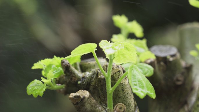 春雨滋润 树苗发新枝 花儿含苞待放