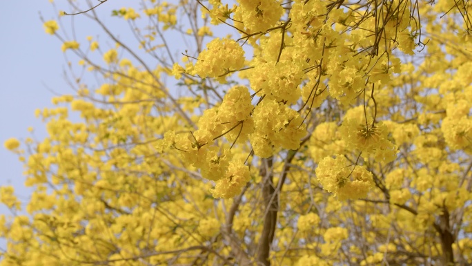 黄花 风铃 木