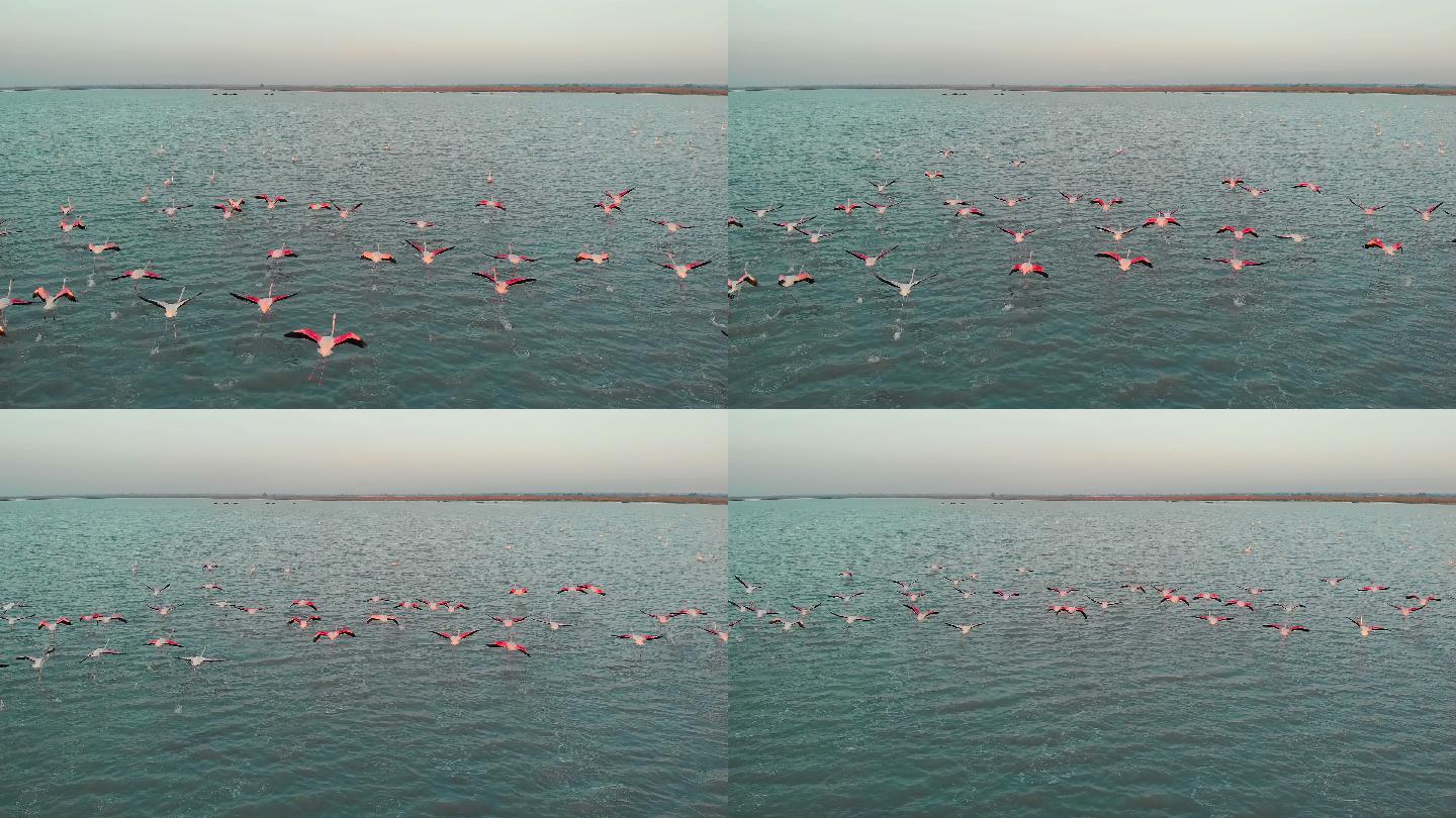 盐湖水中成群火烈鸟的俯视图