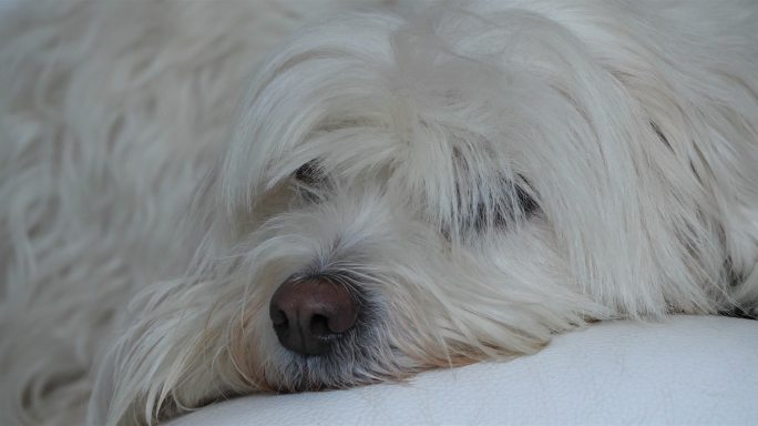 室内的白色小狗空镜休息睡觉