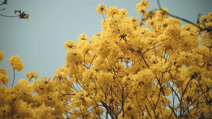 黄花风铃木