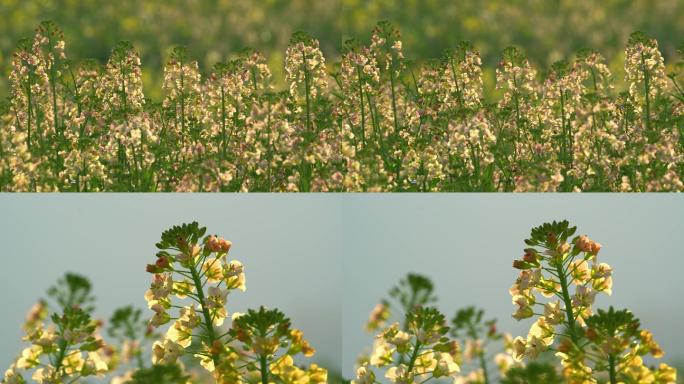 4K 唯美油菜花视频素材