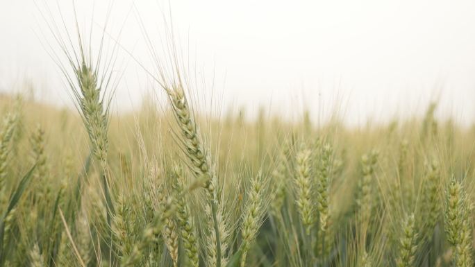 小麦田水稻谷农业丰收稻田小麦粮食耕种