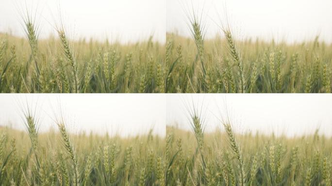小麦田水稻谷农业丰收稻田小麦粮食耕种