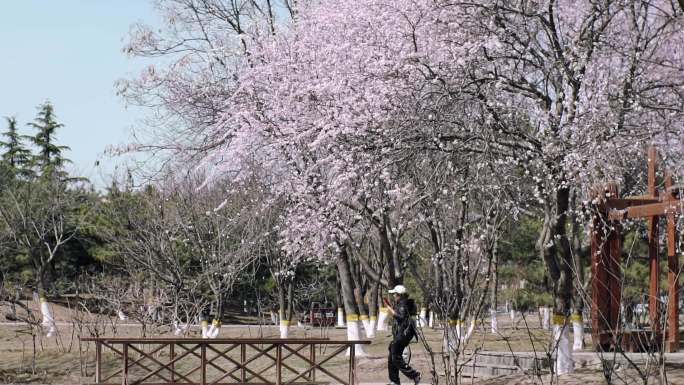 公园晴朗天空桃花盛开