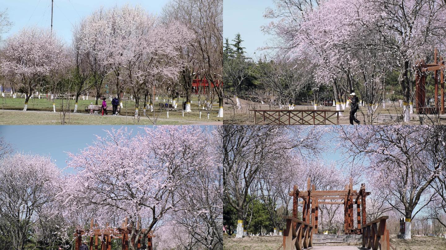 公园晴朗天空桃花盛开