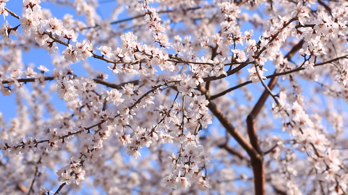 樱花盛开、桃花春天、立春、北京季节、立夏