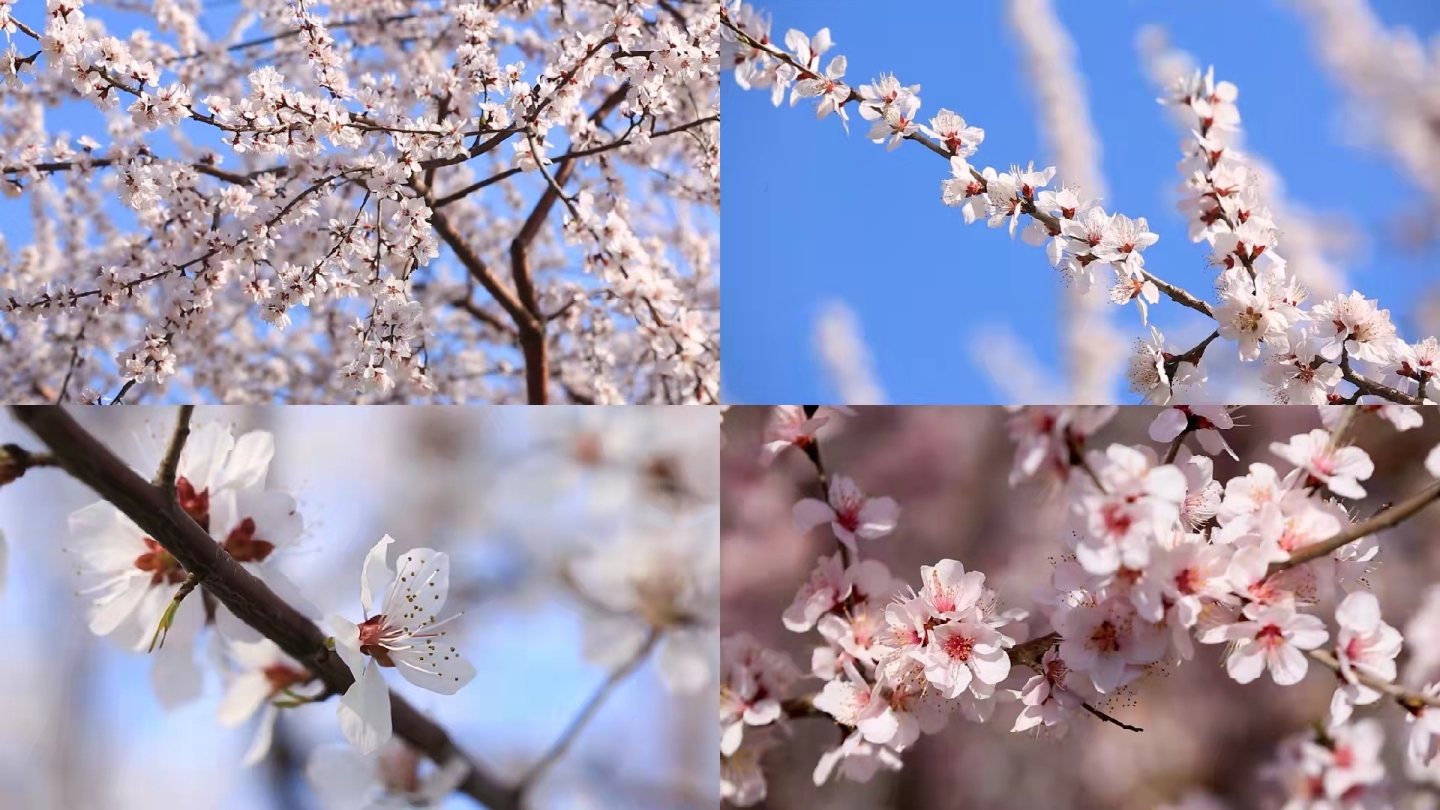 樱花盛开、桃花春天、立春、北京季节、立夏