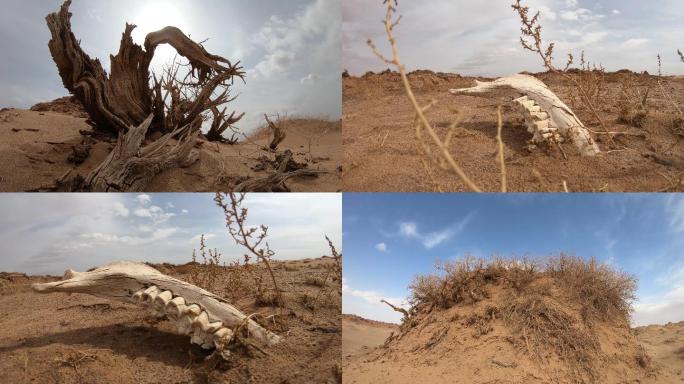 干枯的植物 防沙 环境治理 抗旱环境保护