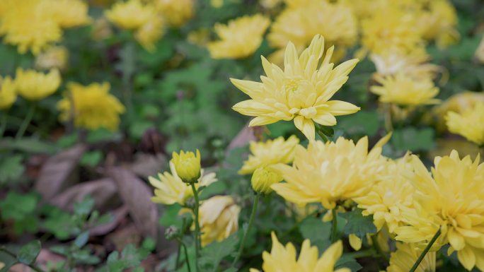 4K清明重阳思念故人菊花素材