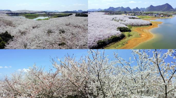 4K航拍贵州万亩樱花全景