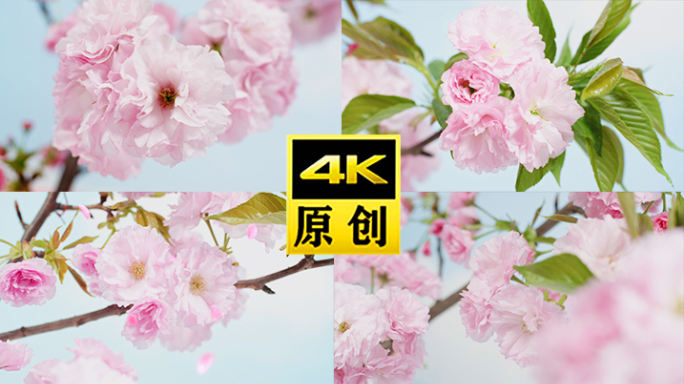 武汉樱花飘落花开花瓣春天日本樱花桃花晚樱