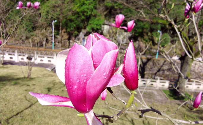 春天玉兰花开