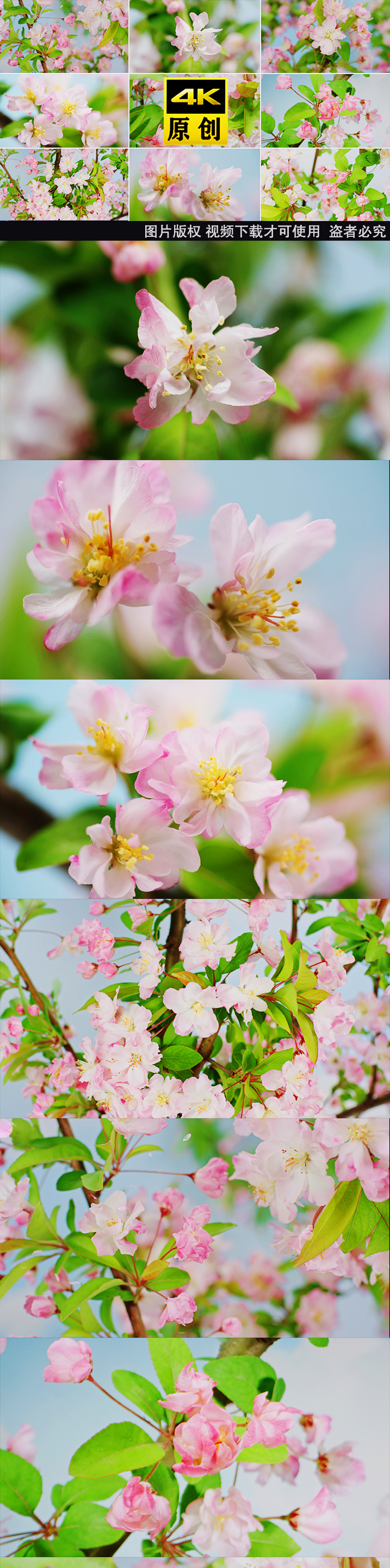 春樱花瓣花开春天开花日本樱花桃花杏花开花