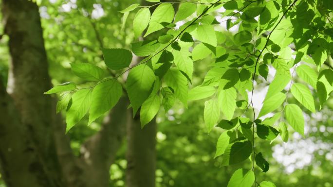 阳光下的树木光线清早叶子绿色天然氧吧