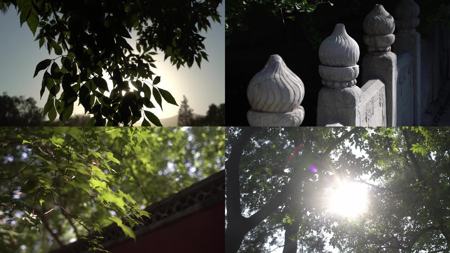 北京大觉寺景区树叶+阳光镜头