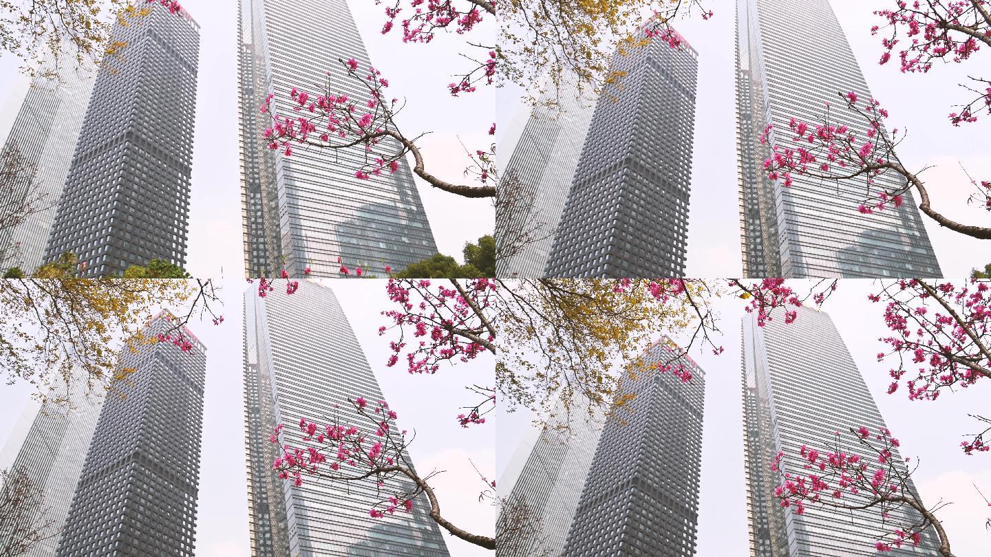 广州都市樱花4K