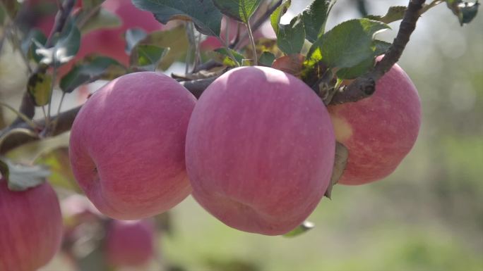 农业农村果园果树种植苹果红苹果丰收