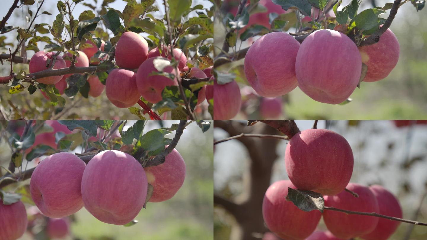 农业农村果园果树种植苹果红苹果丰收