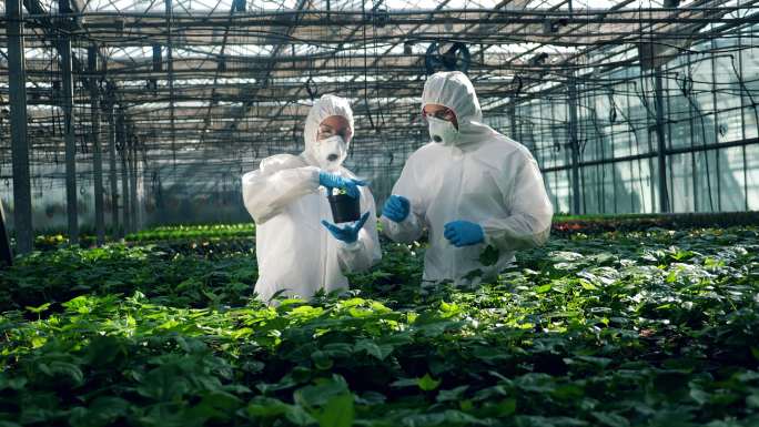 生物学家在温室里观察盆栽植物。