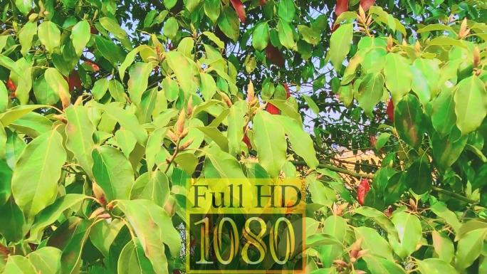 香樟树树叶发芽实拍视频素材