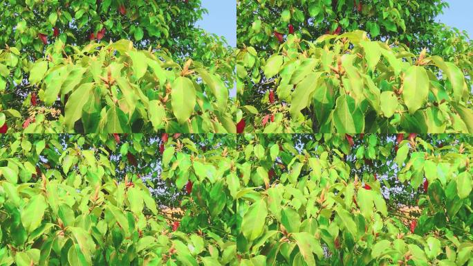 香樟树树叶发芽实拍视频素材