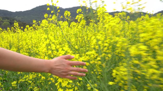 江南浙江春天油菜花女孩手特写划过花间