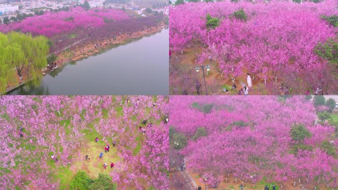 梅花实拍航拍素材