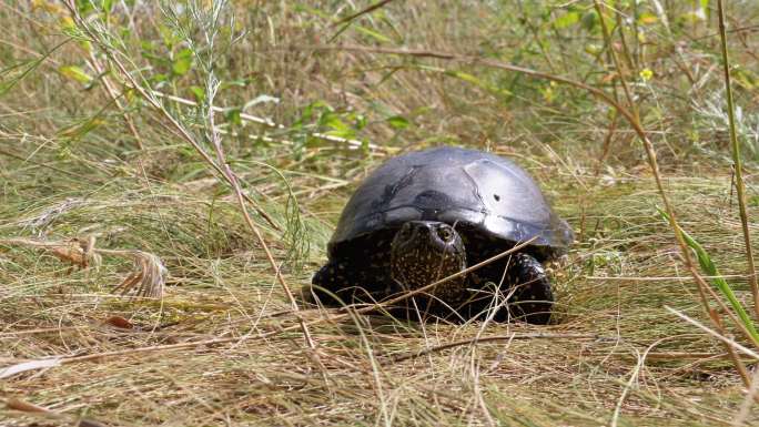 河龟在绿草上爬行黑色乌龟