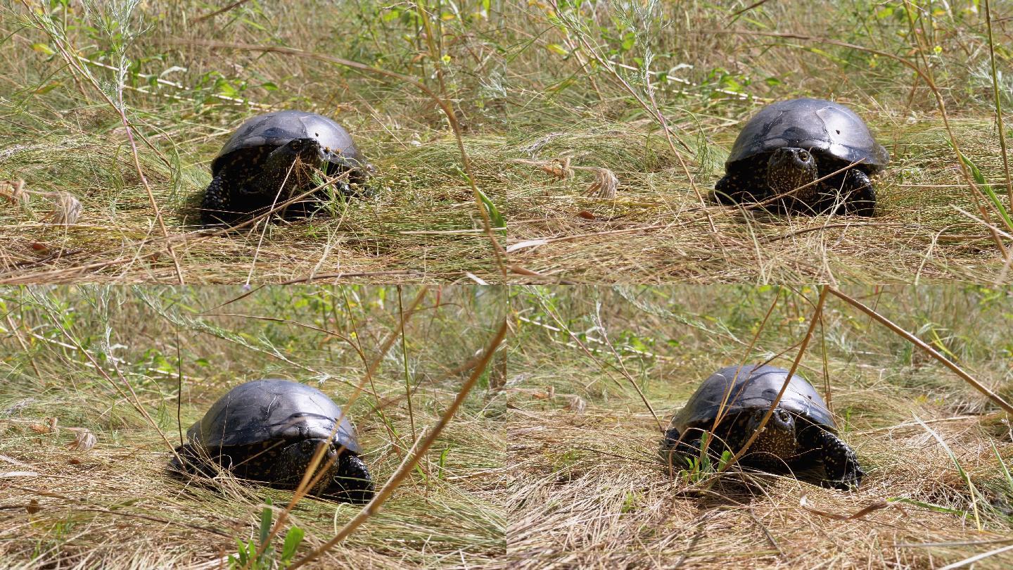 河龟在绿草上爬行黑色乌龟