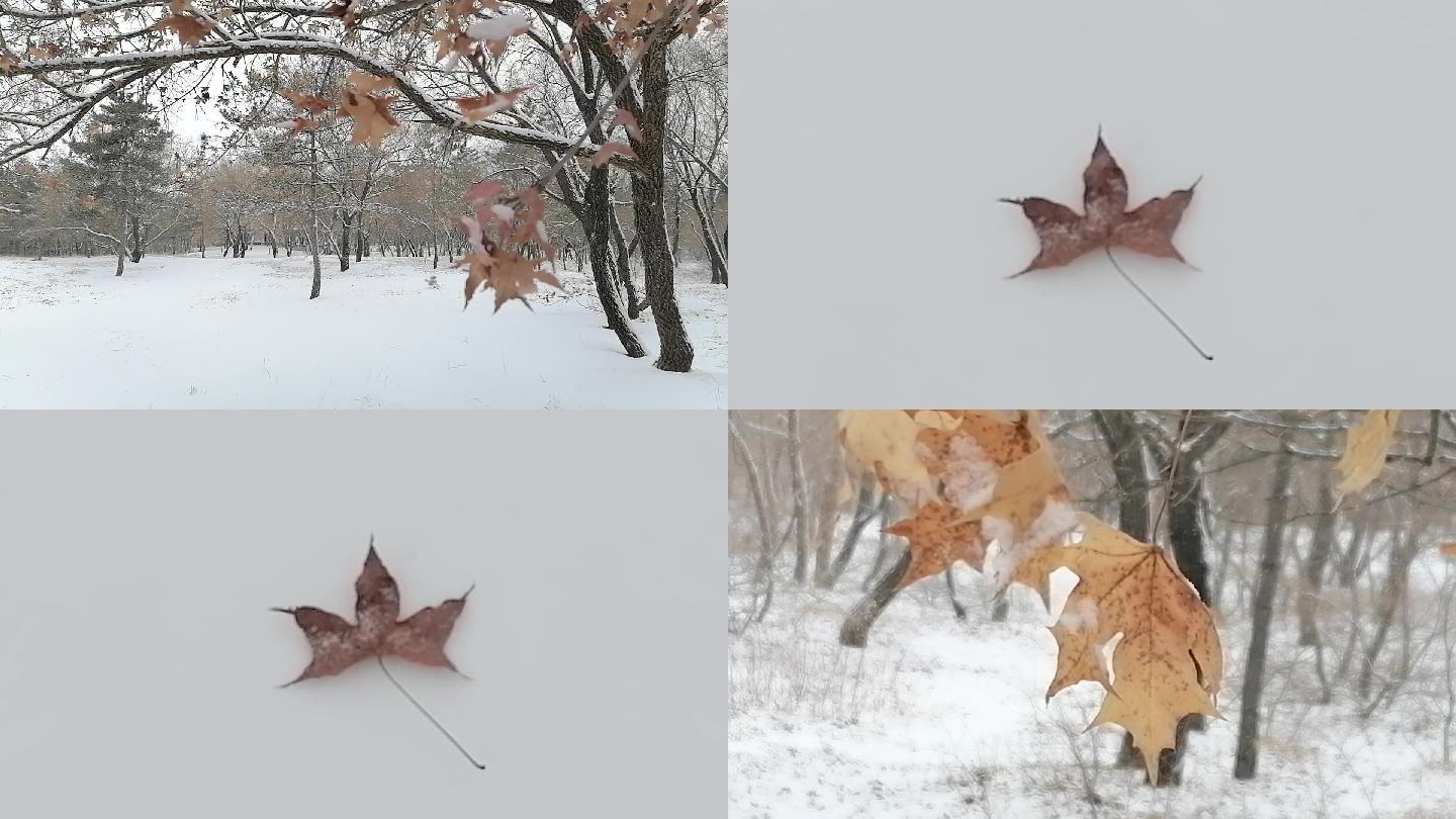 雪中枫叶录像