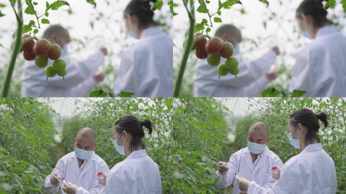 在大棚内对蔬菜进行农残检测