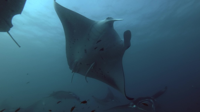 珊瑚蝠鲼深海鱼海底世界海洋生物