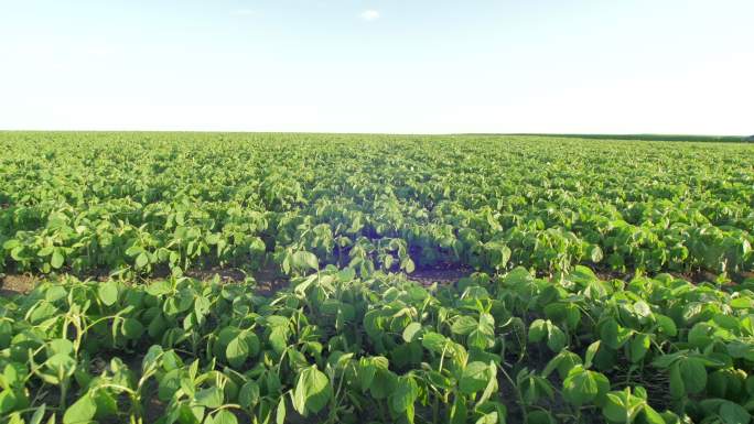 田里的植物产地基地产业种植大豆黄豆