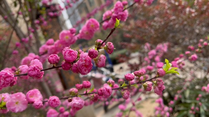 春暖花开 绿叶 含苞未放 油菜花 唯美