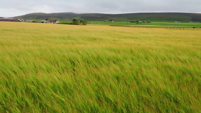 在强风下的田地风吹麦浪麦田庄稼粮食麦子麦