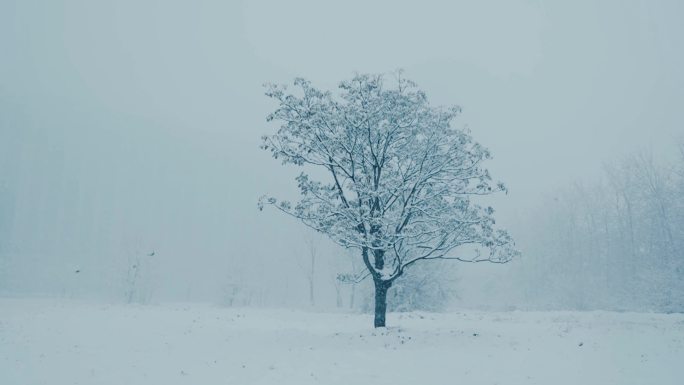 雪、树、飞鸟，唯美空境
