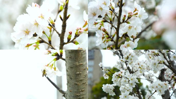 樱花，蜜蜂采花，樱花盛开，早樱