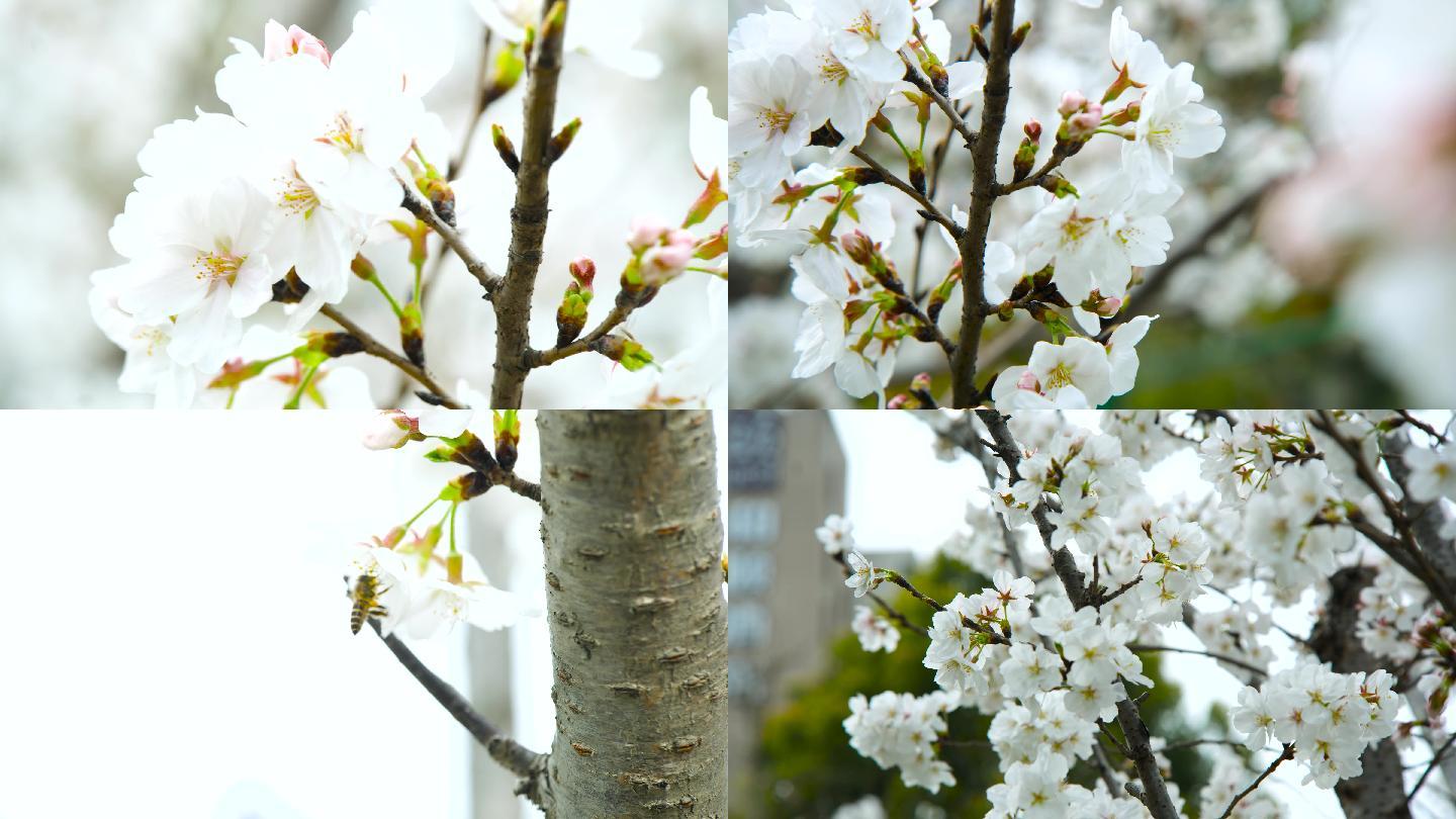 樱花，蜜蜂采花，樱花盛开，早樱