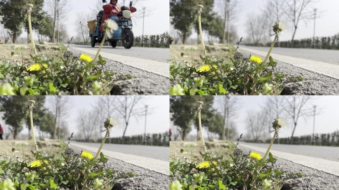 春天 踏青 野花 小花 蒲公英