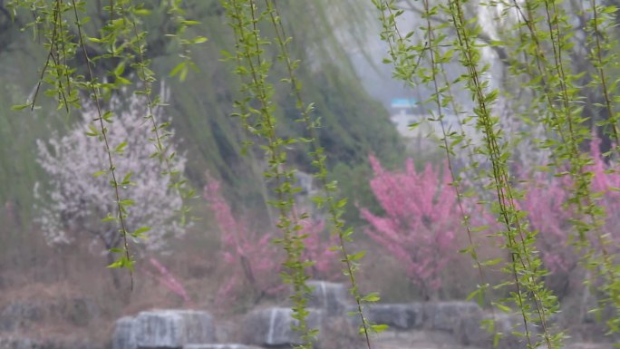 山东济南：小清河百花齐放迎来春分节气