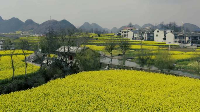 航拍安顺鲍屯小都江堰油菜花大景