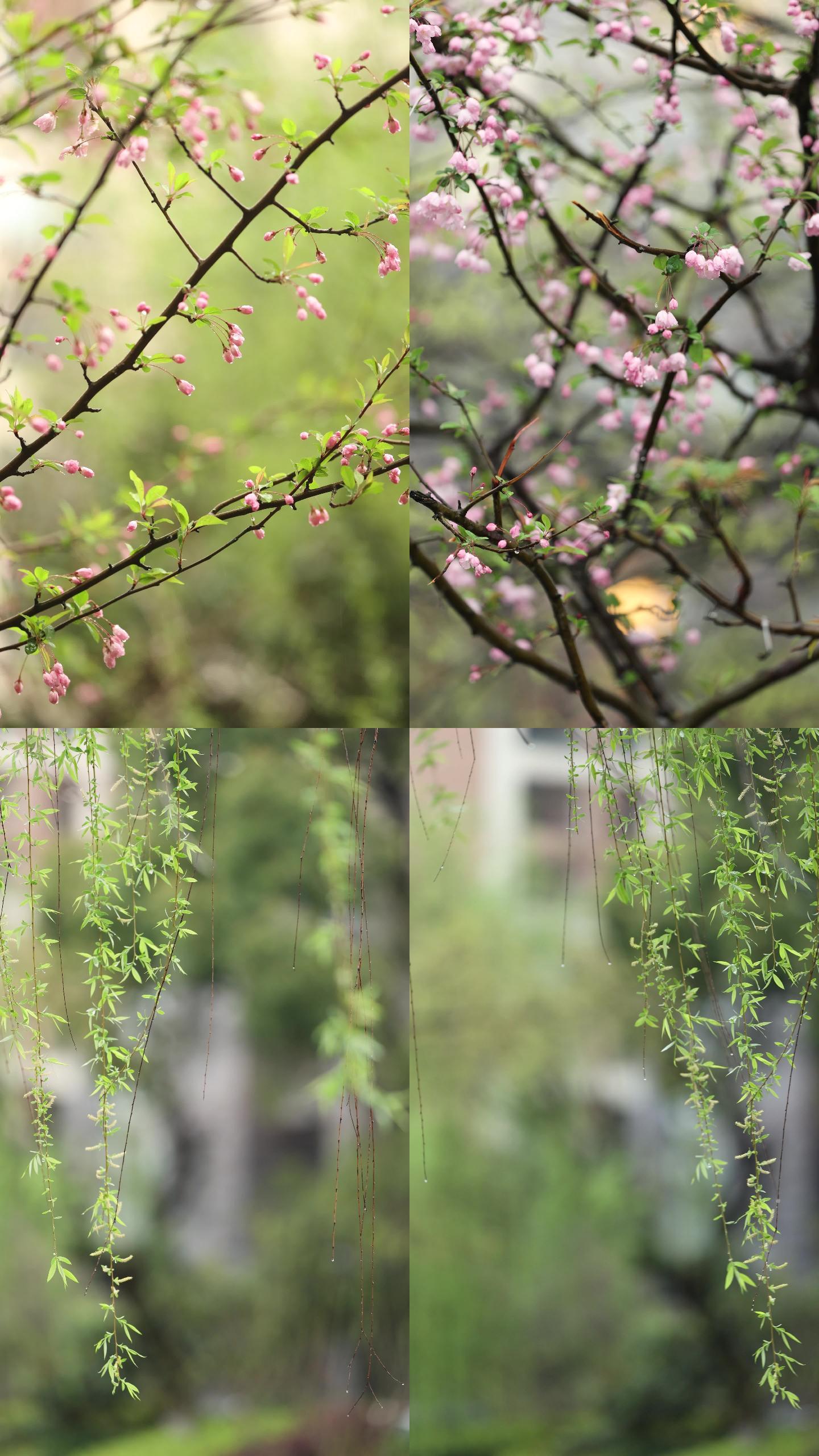 下雨天空镜 竖屏 春天花开 高清风景视频