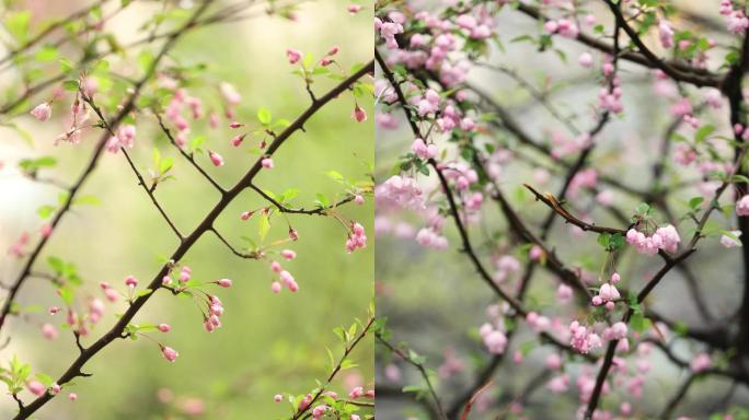 下雨天空镜 竖屏 春天花开 高清风景视频