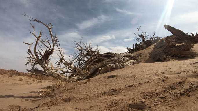 延时 枯树 防沙 治沙 环境治理抗旱