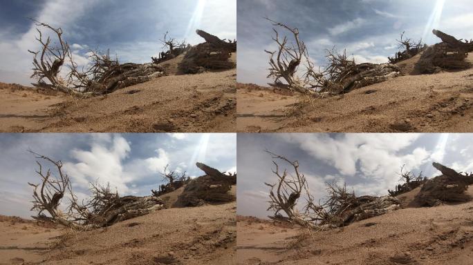 延时 枯树 防沙 治沙 环境治理抗旱
