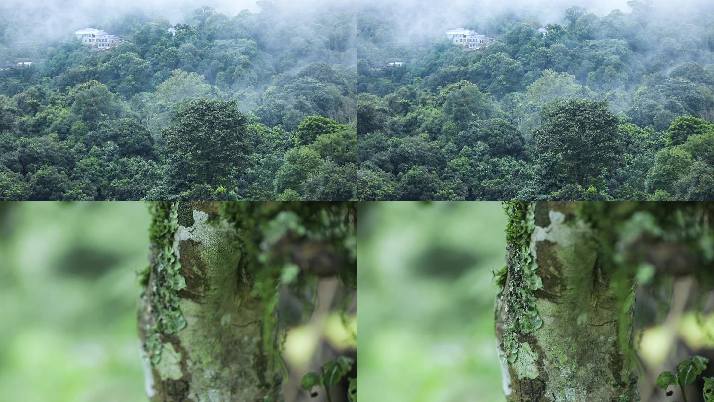 原生态雨林树木青苔
