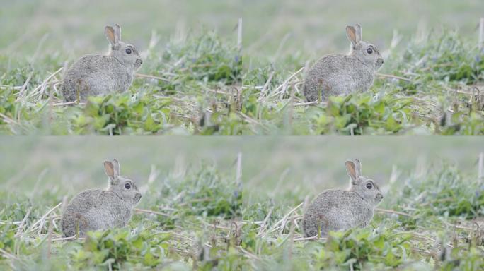 野生兔子在绿色草地上四处张望