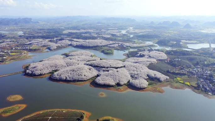 4K最新航拍鸟瞰贵州万亩樱花园